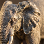 Detalle de la resina y el modelado del elefante grande
